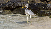 75: 913925-grey-heron-posing-at-the-waterline.jpg