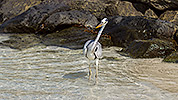 76: 913928-grey-heron-posing-at-the-waterline.jpg