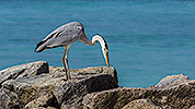 81: 913956-grey-heron-stands-on-rock-and-lloks-down.jpg
