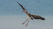 101: 914166-grey-heron-landing-in-the-beach.jpg