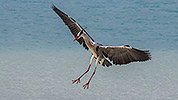 102: 914167-grey-heron-landing-in-the-beach.jpg