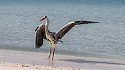 103: 914168-grey-heron-landing-in-the-beach.jpg