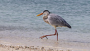 106: 914171-grey-heron-walks-along-waterline.jpg