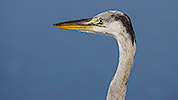128: 914278-portrait-grey-heron-after-drinking-in-the-pool.jpg