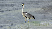 135: 914346-grey-heron-walks-in-shallow-water.jpg