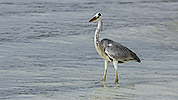 136: 914349-grey-heron-walks-in-shallow-water.jpg