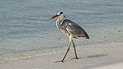 140: 914358-grey-heron-walks-along-waterline.jpg