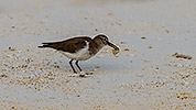 51: 912516-common-sandpiper-eating-a-tiny-crab.jpg