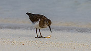 52: 912523-common-sandpiper-eating-a-tiny-crab.jpg