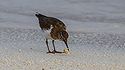 53: 912526-common-sandpiper-eating-a-tiny-crab.jpg