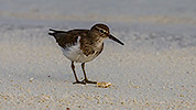 54: 912530-common-sandpiper-eating-a-tiny-crab.jpg