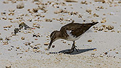 88: 914747-common-sandpiper-walks-in-the-beach.jpg