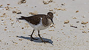 92: 914772-common-sandpiper-walking-in-the-beach.jpg