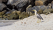 20: 913045-bright-striated-heron-in-the-beach.jpg