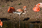 35: 029826-Flamingo.jpg