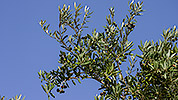 26: 433651-olive-tree.jpg