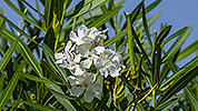 88: 433823-white-oleander.jpg