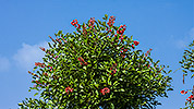 111: 433930-erythrina-crista-galli-cockspur-coral-tree.jpg