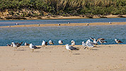 121: 433949-seagulls-on-the-sandbar.jpg