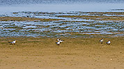 122: 433951-terns-Seeschwalben.jpg