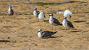 136: 433996-seagulls-on-the-mudflat.jpg