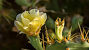 141: 434008-blooming-yellow-cactus.jpg