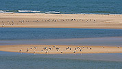 154: 434065-seagulls-on-sandbar.jpg