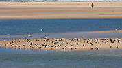 155: 434070-seagulls-on-sandbar.jpg