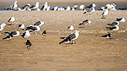 164: 434092-Eurasian-Oystercatcher-and-seagulls.jpg