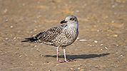 183: 434155-young-seagull-on-the-mudflat.jpg