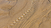 185: 434158-structures-in-mudflat-sand.jpg