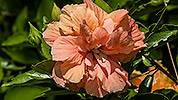 204: 434244-orange-hibiscus-flower.jpg