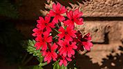 206: 434246-red-phlox-flowers.jpg