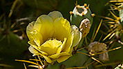 208: 434250-yellow-blooming-cactus.jpg