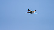 305: 434478-eurasian-curlew-flying-at-birding-tour.jpg