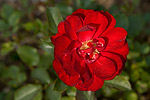 16: 026534-rote-Rose.jpg