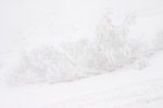 15: 027219-snowy-trees-in-fog.jpg
