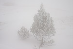 4: 030902-Baum-Nebel-Schnee.jpg