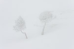 8: 030922-Baeume-im-Schnee-Nebel.jpg