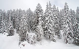 46: 032243-verschneiter-Wald.jpg