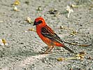 20: a029-Madagaskarweber-rot-schwarzer-Vogel.jpg