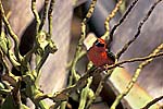 72: a095-Madagaskarweber-rot-schwarzer-Vogel.jpg