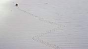 187: a276-Krabbe-mit-Spuren-im-Sand.jpg