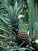 199: a312-Ananas-Pflanze.jpg