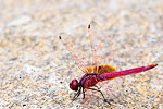 24: 024281-red-dragonfly.jpg