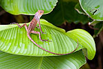 38: 024307-lizard-on-leaf.jpg