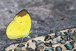 41: 024315-yellow-butterfly.jpg