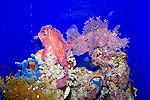 59: 024387-coral-fish.jpg