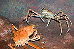 71: 024436-2-crabs.jpg