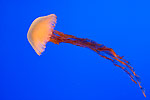 75: 024473-jellyfish.jpg